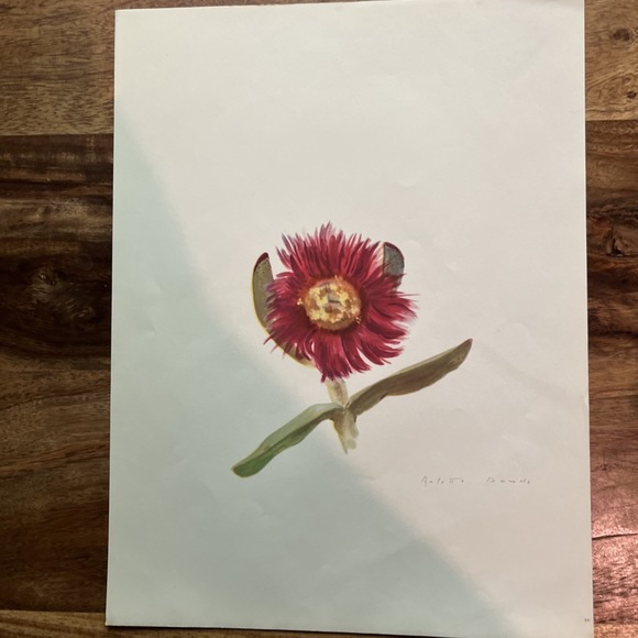 Arlette Davids Other - Vintage 1940s Arlette Davids Spring Flowers Mesembryanthemum Edule Print #26